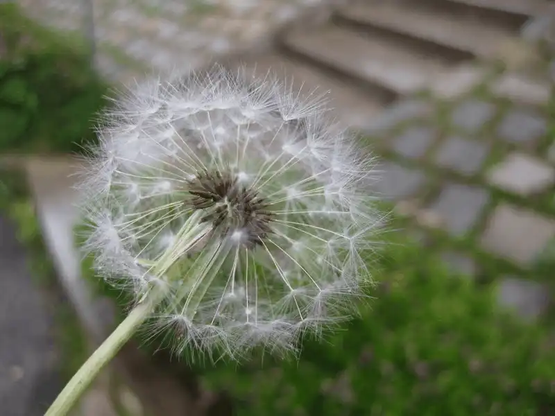 wanderlust tips da lat di qua nhung mua hoa 15