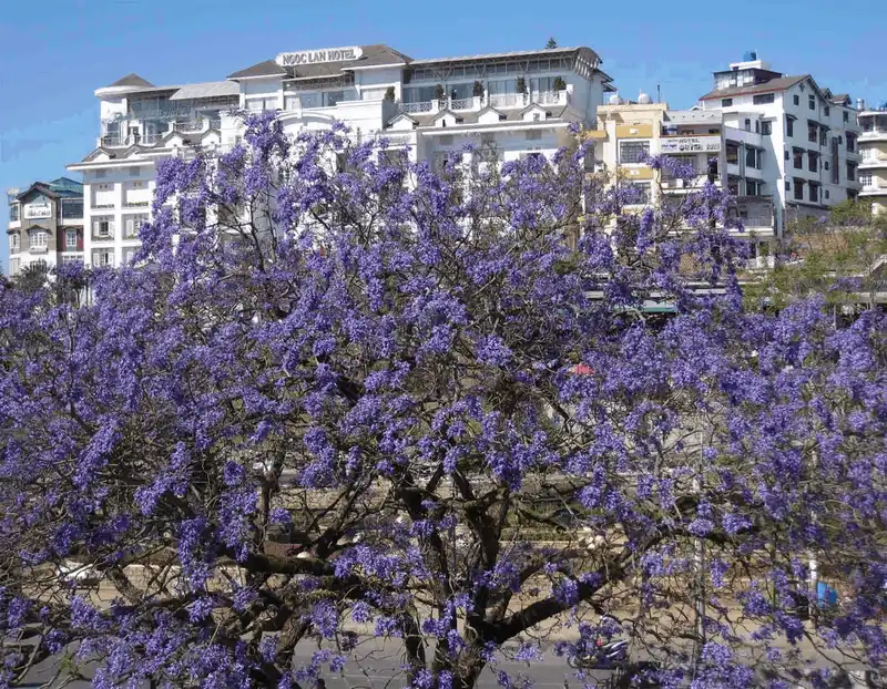 wanderlust tips da lat di qua nhung mua hoa 2