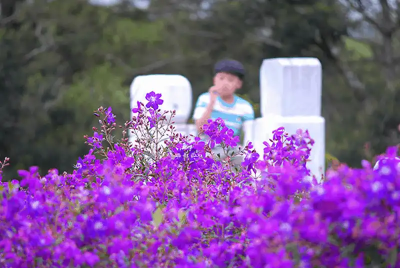 wanderlust tips da lat di qua nhung mua hoa 6