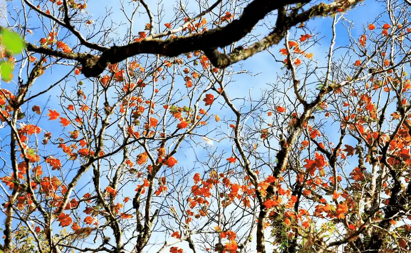 wanderlust tips da lat di qua nhung mua hoa 7