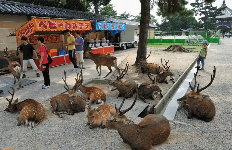 wanderlust tips ghe tham 4 mien dat la thien duong cho nhung loai dong vat o nhat 10