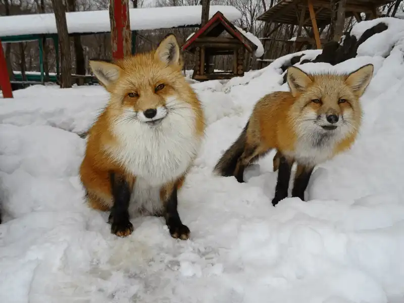 wanderlust tips ghe tham 4 mien dat la thien duong cho nhung loai dong vat o nhat 16