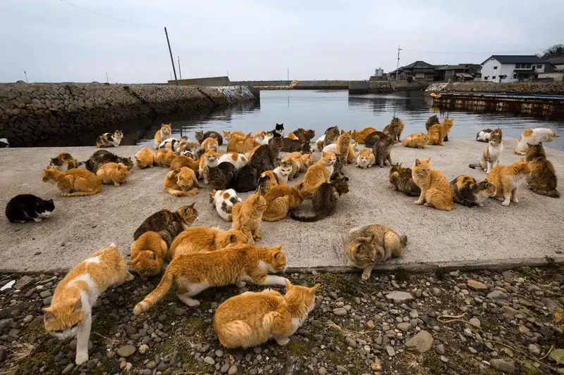 wanderlust tips ghe tham 4 mien dat la thien duong cho nhung loai dong vat o nhat 7