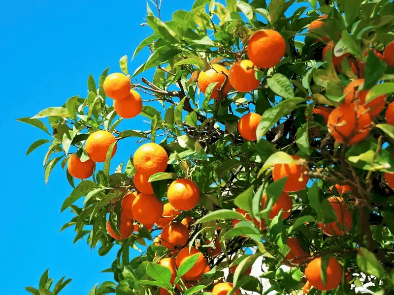 wanderlust tips ly do seville tay ban nha la diem den ly tuong nhat the gioi nam 201816