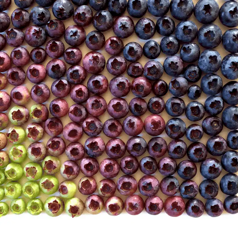 wanderlust tips man nhan voi nhung anh chup thuc pham cua nhiep anh gia my 10