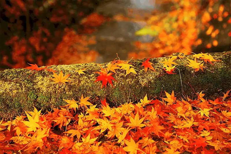 wanderlust tips mua thu quyen ru tren con duong nguy hiem nhat hanh tinh o nhat ban 4