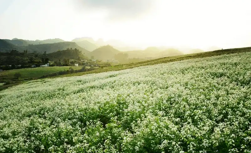 wanderlust tips nhung diem ngam hoa cai moc chau dep nhu mo 1