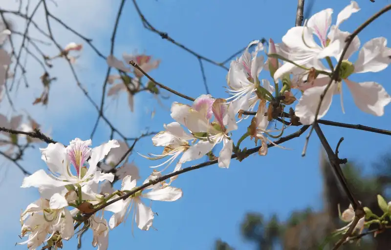 wanderlust tips nhung diem ngam hoa cai moc chau dep nhu mo 10