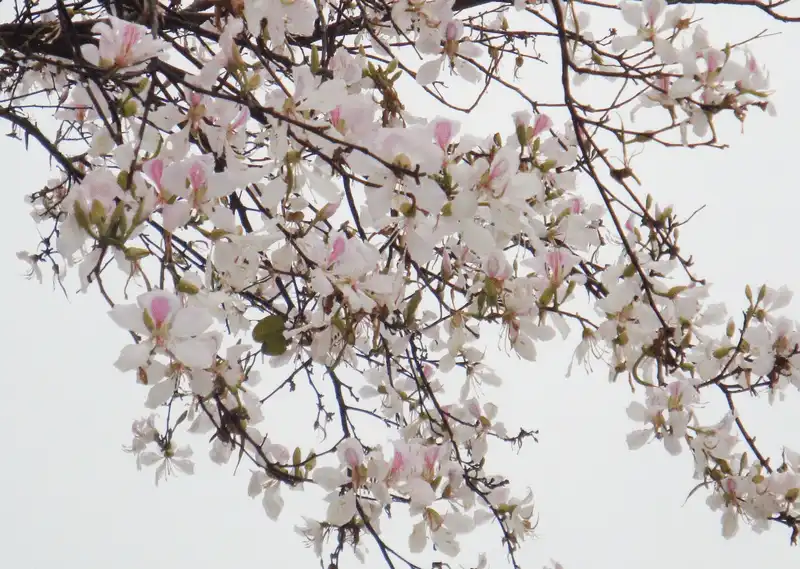 wanderlust tips nhung diem ngam hoa cai moc chau dep nhu mo 11