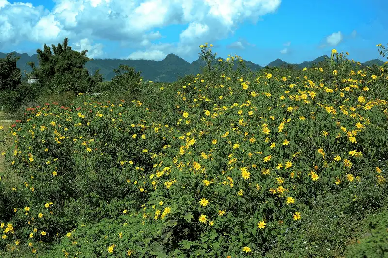 wanderlust tips nhung diem ngam hoa cai moc chau dep nhu mo 4