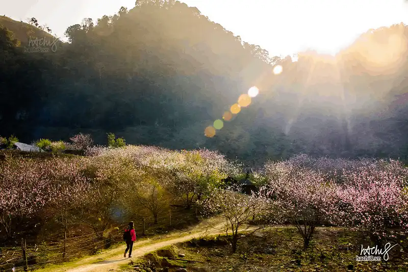 wanderlust tips nhung diem ngam hoa cai moc chau dep nhu mo 6