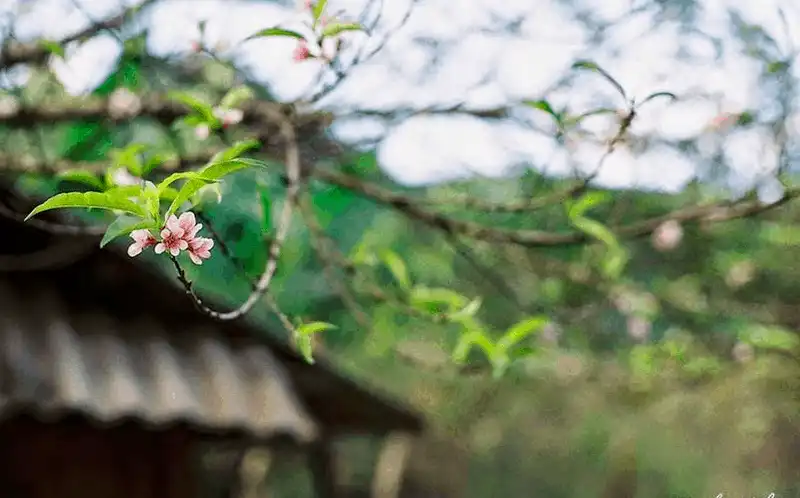 wanderlust tips nhung diem ngam hoa cai moc chau dep nhu mo 7