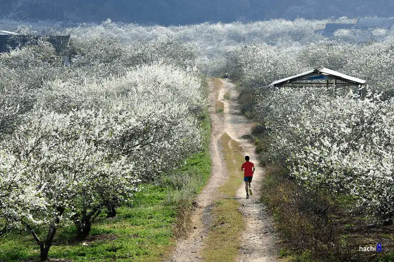 wanderlust tips nhung diem ngam hoa cai moc chau dep nhu mo 8