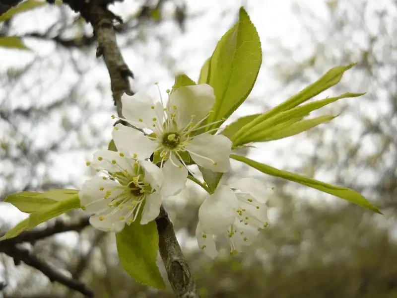 wanderlust tips nhung diem ngam hoa cai moc chau dep nhu mo 9