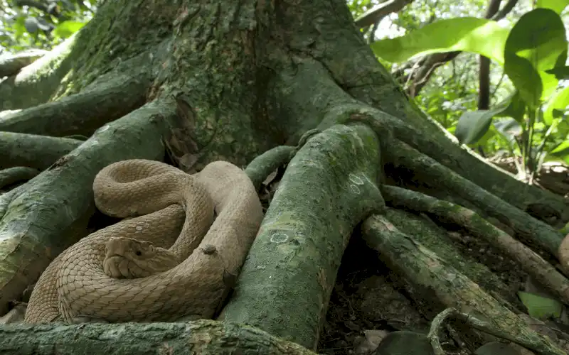 wanderlust tips ron toc gay voi hon dao tu o brazil noi loai ran la ba chu 4