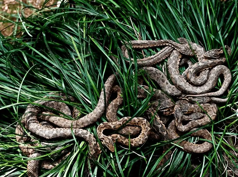 wanderlust tips ron toc gay voi hon dao tu o brazil noi loai ran la ba chu 6