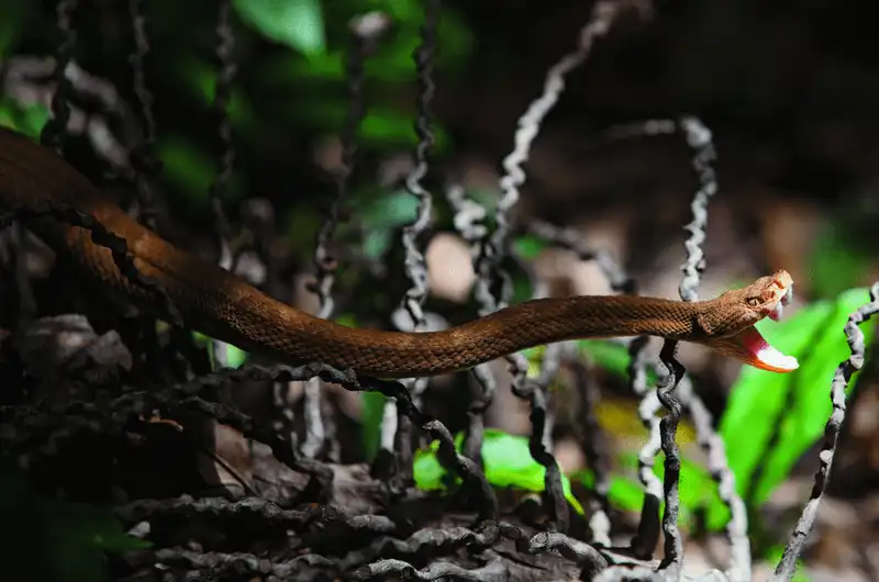 wanderlust tips ron toc gay voi hon dao tu o brazil noi loai ran la ba chu 9
