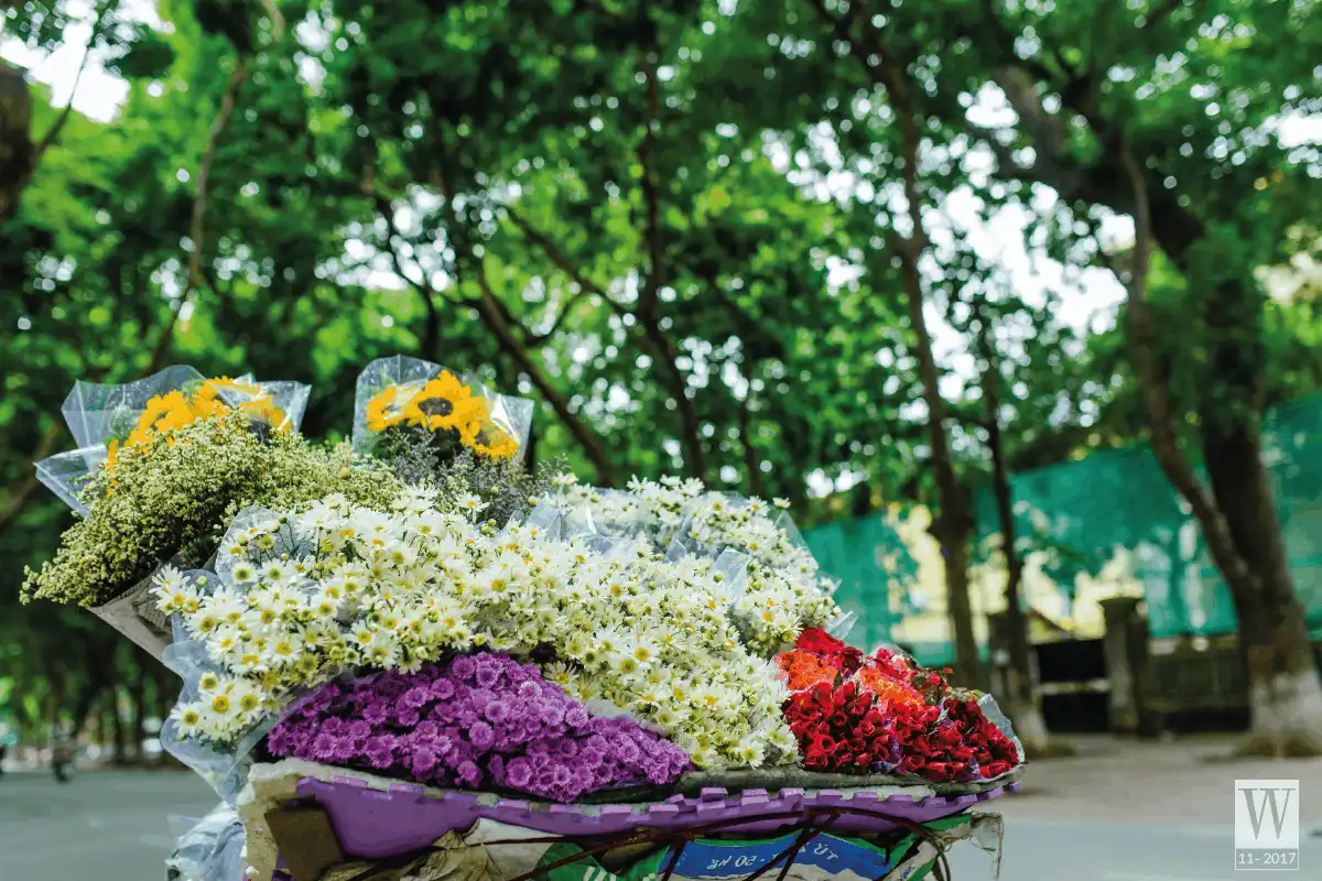 Tháng 11 và những cung đường hoa 10 wanderlust tips thang 11 va nhung cung duong hoa