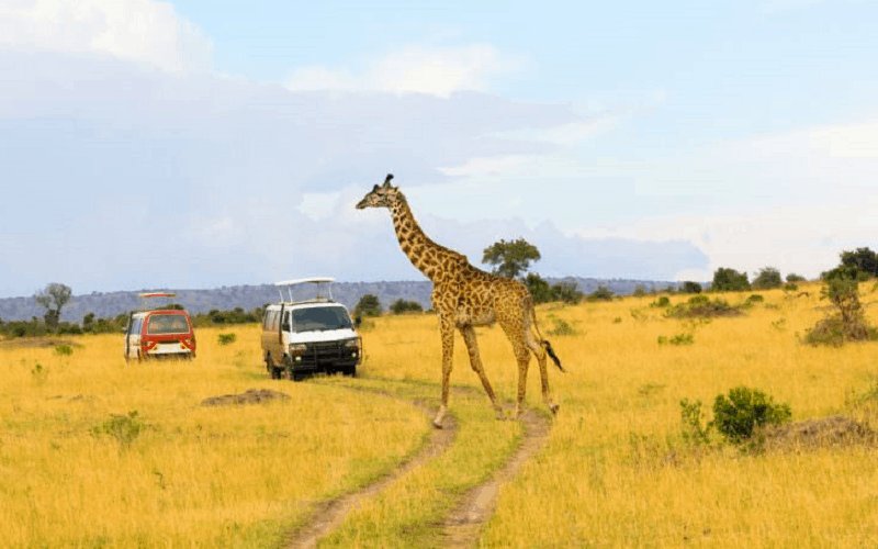 wanderlust tips 8 goi y huu ich cho lan dau kham pha chau phi 0
