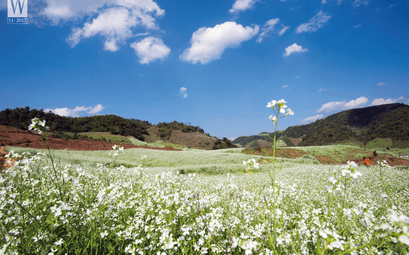 Tháng 11 và những cung đường hoa