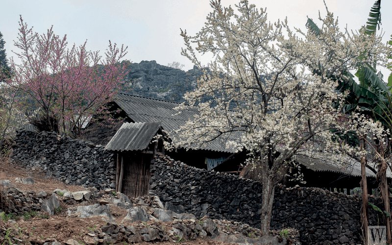 Về Hà Giang, kể chuyện người mông trên những đỉnh trời đá xám Về Hà Giang, kể chuyện người mông trên những đỉnh trời đá xám