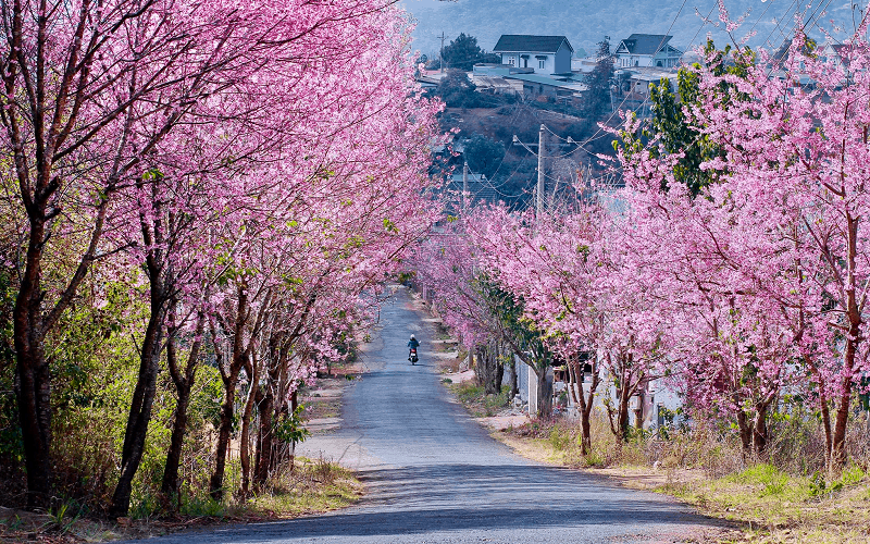 wanderlust tips da lat di qua nhung mua hoa 0