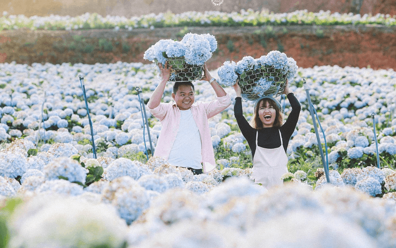 Ngây ngất vẻ đẹp của những khu vườn cẩm tú cầu ở Đà Lạt