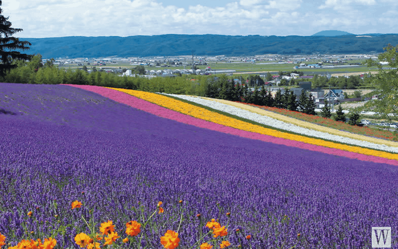 wanderlust tips hokkaido hon dao soi dong 21