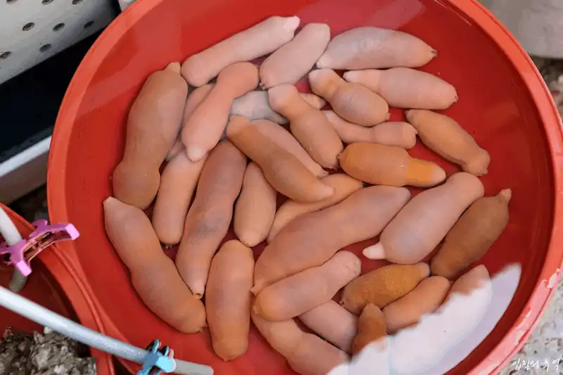 wanderlust tips 4 mon dac san an tuoi nuot song thach thuc thuc khach o han quoc 7