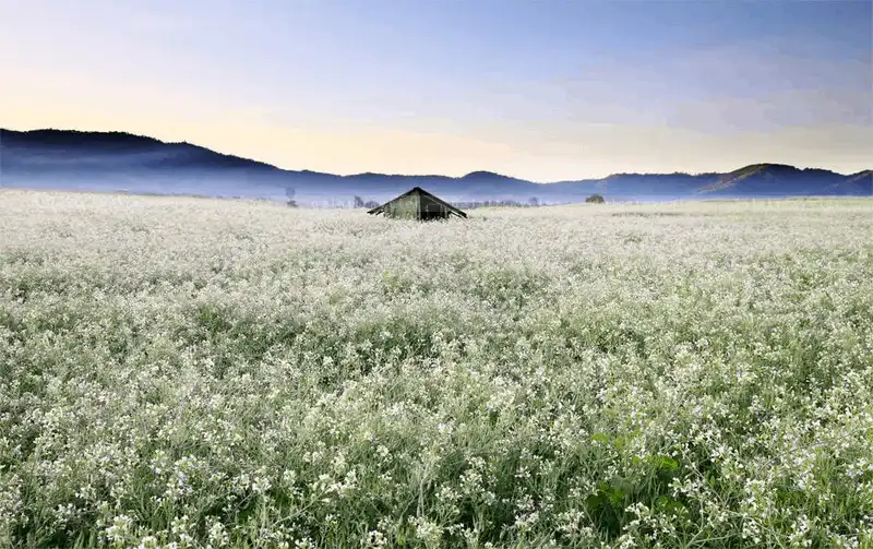 wanderlust tips 5 loai hoa dai dien cho sac troi da lat trong thang 12 10