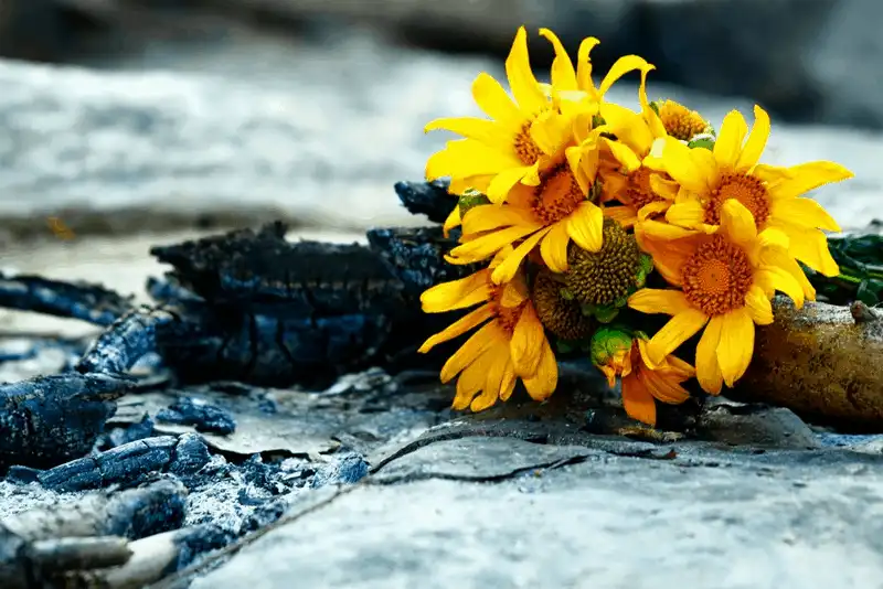 wanderlust tips 5 loai hoa dai dien cho sac troi da lat trong thang 12 9