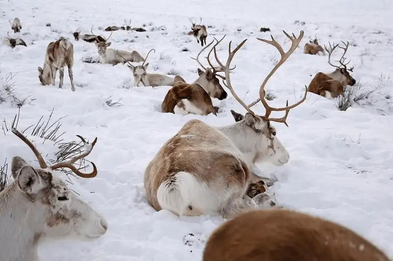 wanderlust tips den scotland tham nhung nguoi ban cua ong gia noel 10