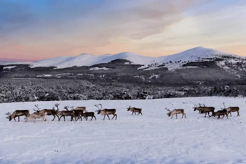 wanderlust tips den scotland tham nhung nguoi ban cua ong gia noel 11