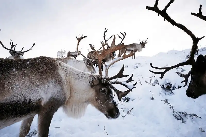 wanderlust tips den scotland tham nhung nguoi ban cua ong gia noel 13