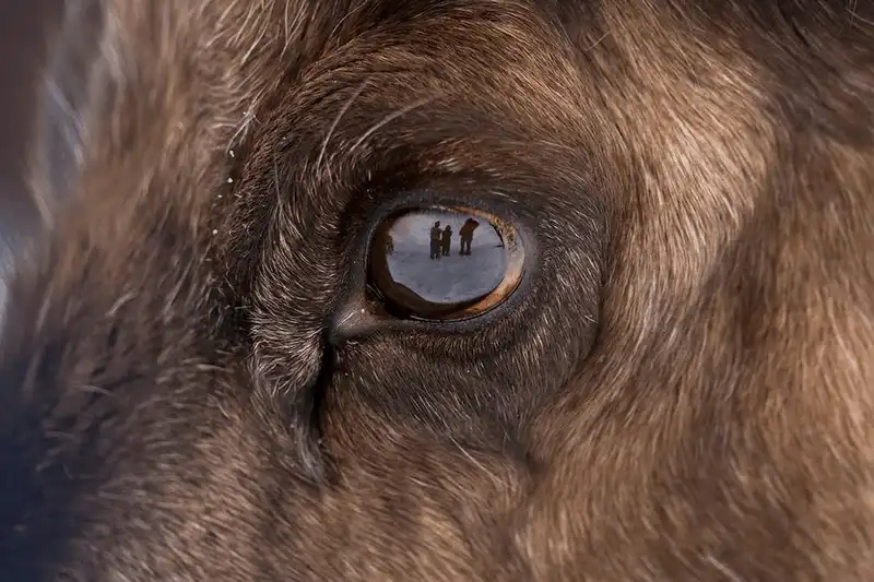 wanderlust tips den scotland tham nhung nguoi ban cua ong gia noel 4