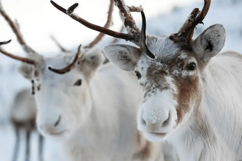 wanderlust tips den scotland tham nhung nguoi ban cua ong gia noel 5