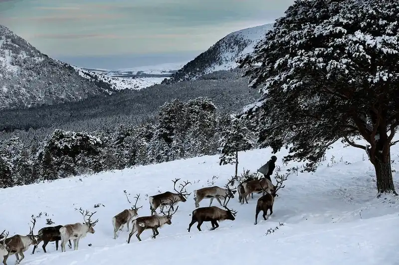 wanderlust tips den scotland tham nhung nguoi ban cua ong gia noel 8