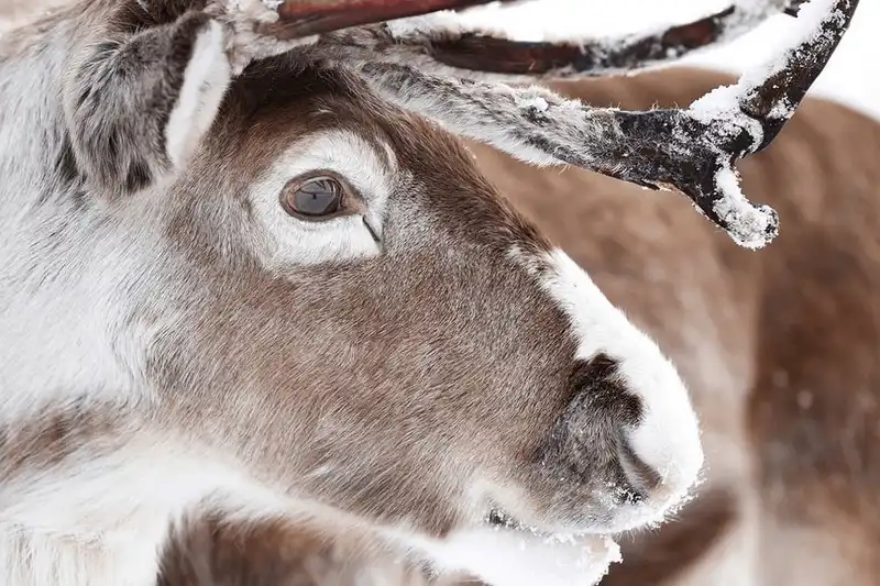 wanderlust tips den scotland tham nhung nguoi ban cua ong gia noel 9