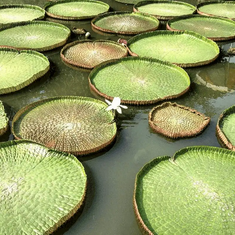 Khám phá loài sen lạ có thể "cõng" người ở chùa Phước Kiển, Đồng Tháp 8 wanderlust tips kham pha loai sen la co the cong nguoi o chua phuoc kien dong thap 11