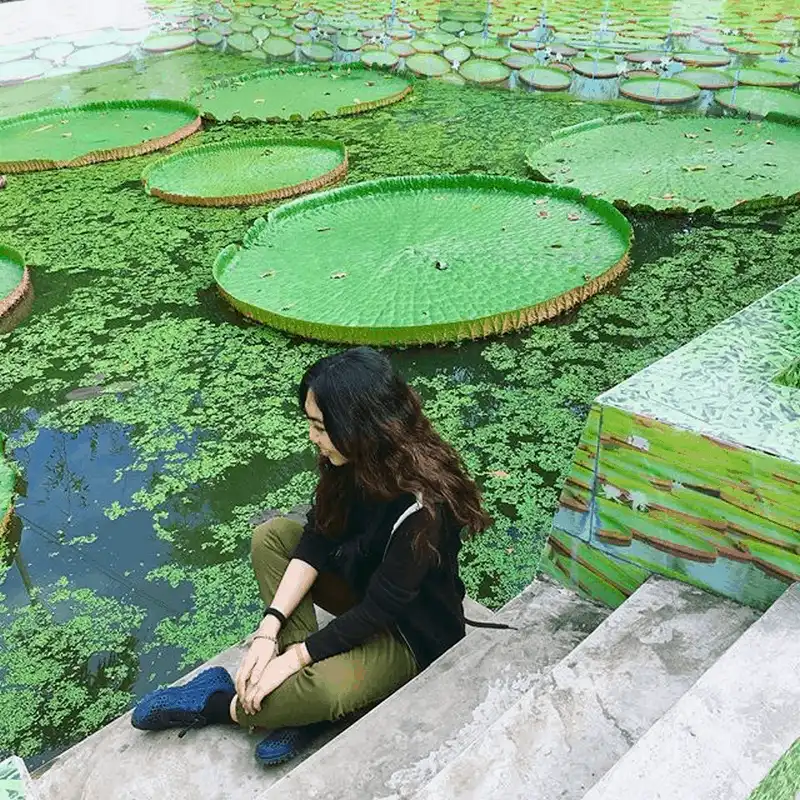 Khám phá loài sen lạ có thể "cõng" người ở chùa Phước Kiển, Đồng Tháp 14 wanderlust tips kham pha loai sen la co the cong nguoi o chua phuoc kien dong thap 13