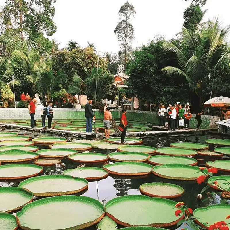 Khám phá loài sen lạ có thể "cõng" người ở chùa Phước Kiển, Đồng Tháp 12 wanderlust tips kham pha loai sen la co the cong nguoi o chua phuoc kien dong thap 3