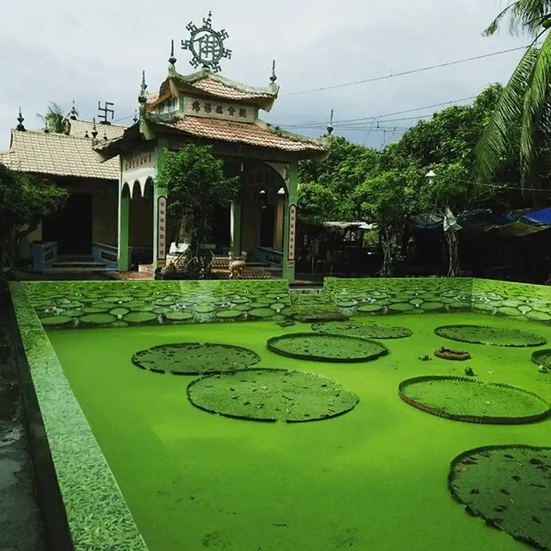 Khám phá loài sen lạ có thể "cõng" người ở chùa Phước Kiển, Đồng Tháp 11 wanderlust tips kham pha loai sen la co the cong nguoi o chua phuoc kien dong thap 4