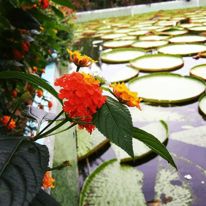 Khám phá loài sen lạ có thể "cõng" người ở chùa Phước Kiển, Đồng Tháp 13 wanderlust tips kham pha loai sen la co the cong nguoi o chua phuoc kien dong thap 5