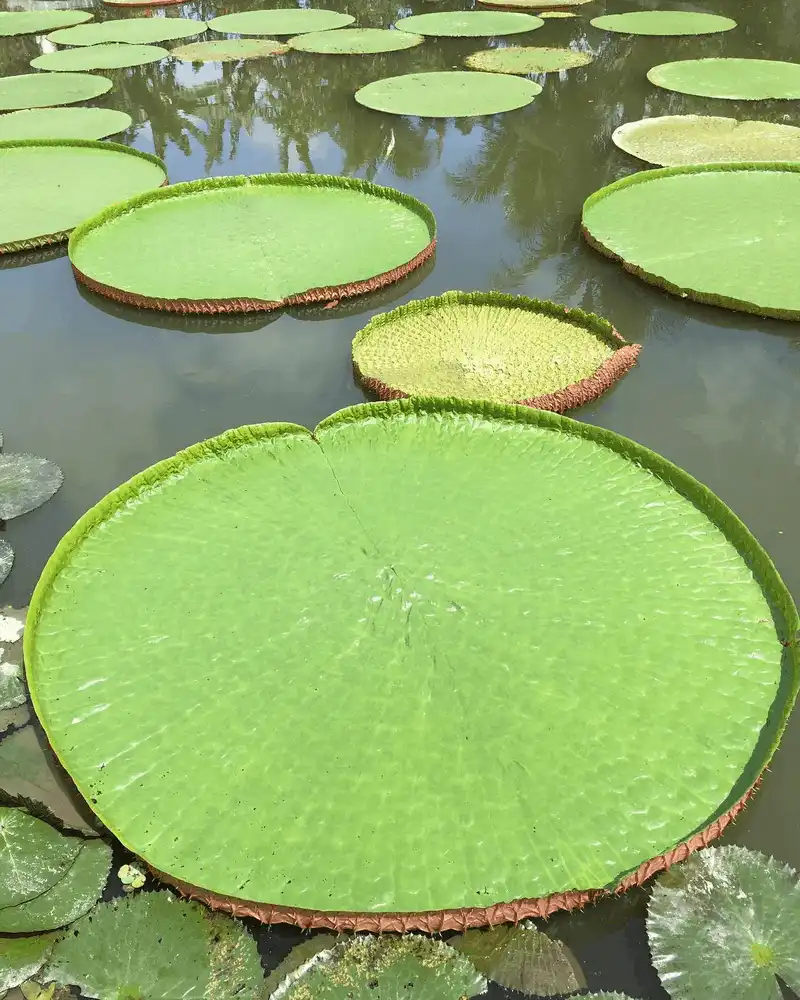 Khám phá loài sen lạ có thể "cõng" người ở chùa Phước Kiển, Đồng Tháp 7 wanderlust tips kham pha loai sen la co the cong nguoi o chua phuoc kien dong thap 7