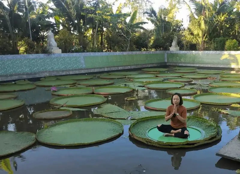 Khám phá loài sen lạ có thể "cõng" người ở chùa Phước Kiển, Đồng Tháp 5 wanderlust tips kham pha loai sen la co the cong nguoi o chua phuoc kien dong thap 8