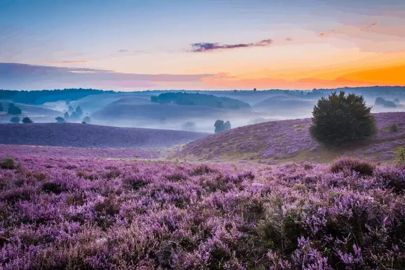 wanderlust tips kham pha ve dep dieu ki nhu trong co tich cua xu hoa tulip 13