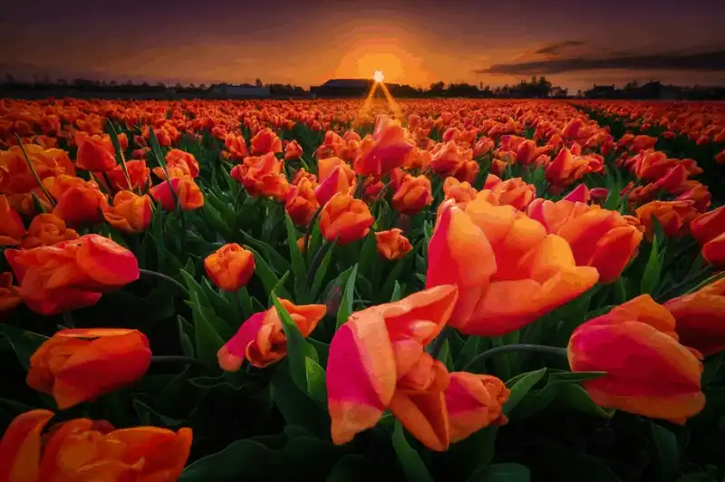 wanderlust tips kham pha ve dep dieu ki nhu trong co tich cua xu hoa tulip 8