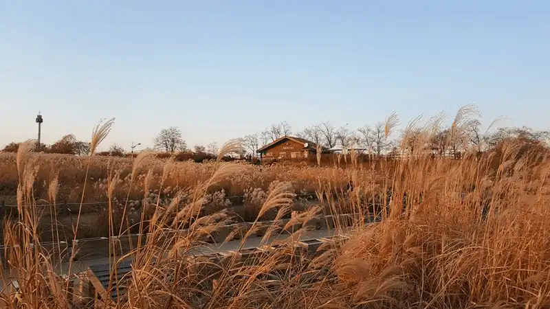 wanderlust tips kinh nghiem du lich tu tuc 6 ngay kham pha han quoc 28