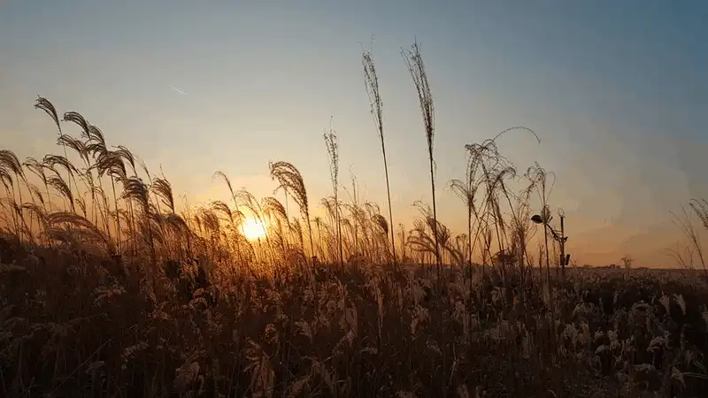 wanderlust tips kinh nghiem du lich tu tuc 6 ngay kham pha han quoc 43