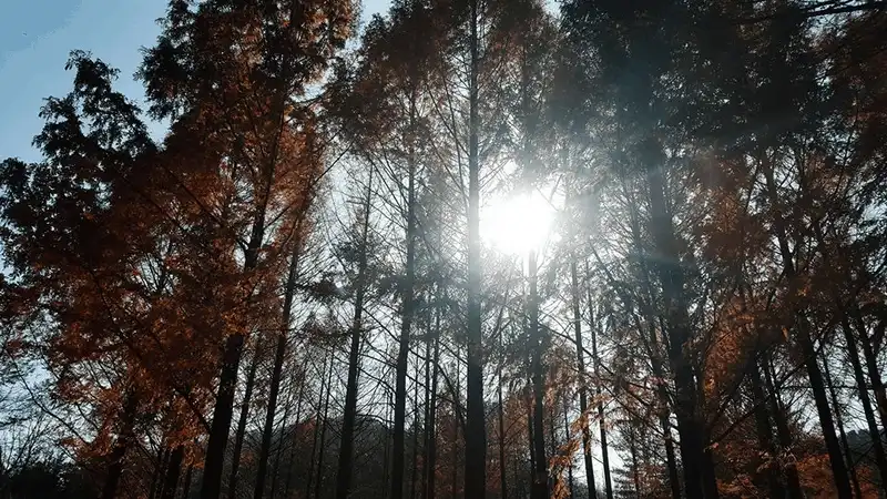 wanderlust tips kinh nghiem du lich tu tuc 6 ngay kham pha han quoc 7